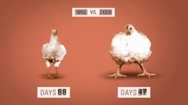 genetically-modified-chickens.jpg